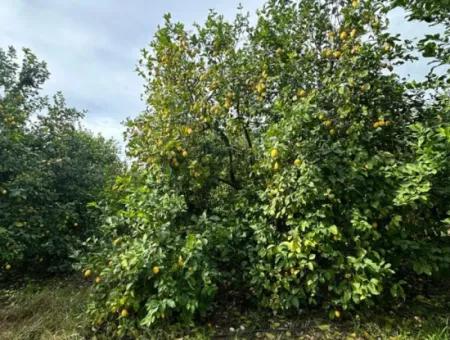 18 Hektar Land Zum Verkauf In Muğla Ortaca Akıncı