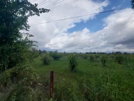 5.000 M2 Grundstück Mit 150 M2 Baurecht Stehen In Muğla Dalyan Zum Verkauf