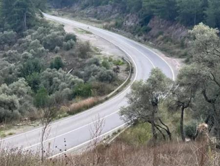 1.025 M2 Qualifiziertes Olivenhain-Land In Muğla Milas Çakıralan Steht Zum Verkauf