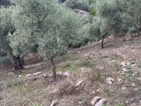 1.025 M2 Qualifiziertes Olivenhain-Land In Muğla Milas Çakıralan Steht Zum Verkauf