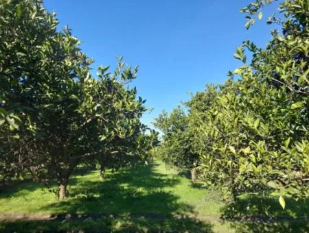 1000 M² Freistehendes Grundstück Mit 250 M² Baurecht In Ortaca Okçular Zum Verkauf