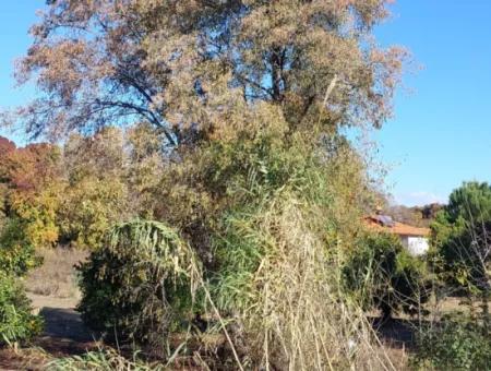 Ein Schnäppchen, Das Für Investitionen In Muğla Dalyan Geeignet Ist, 4.000 M² Land Am Wald Steht Zum Verkauf