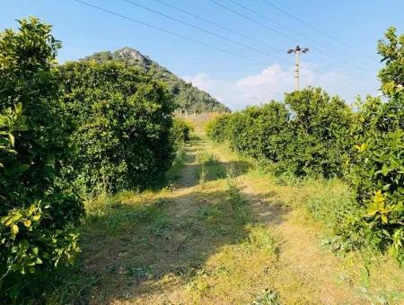 830 M2 Grundstück Zum Verkauf Schnäppchen In Dalyan