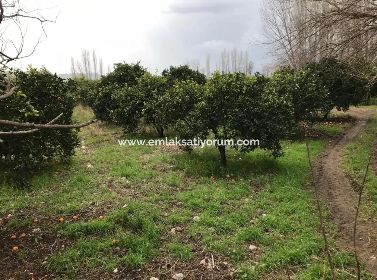 Beyoba 19570 M2 Of Fertile Land For Sale In Koycegiz