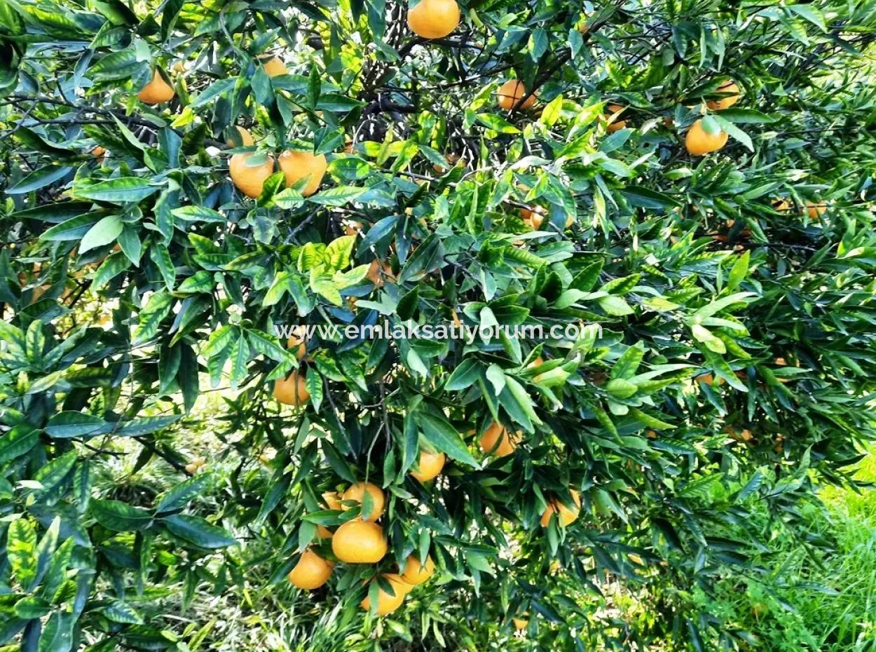 2200 M2 Detached Citrus Grove For Sale In Köyceğinz Döğüşbelen