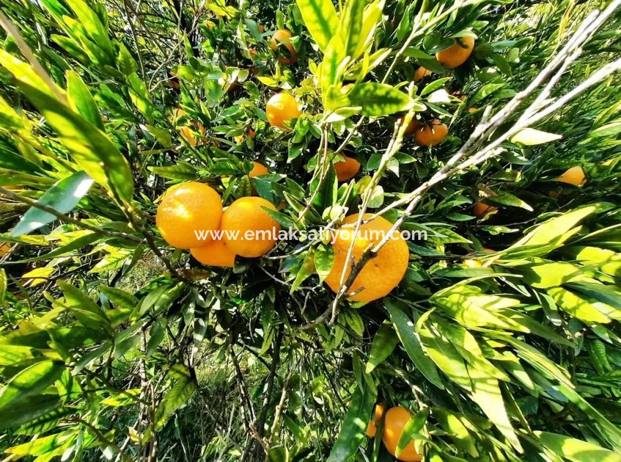 2200 M2 Detached Citrus Grove For Sale In Köyceğinz Döğüşbelen