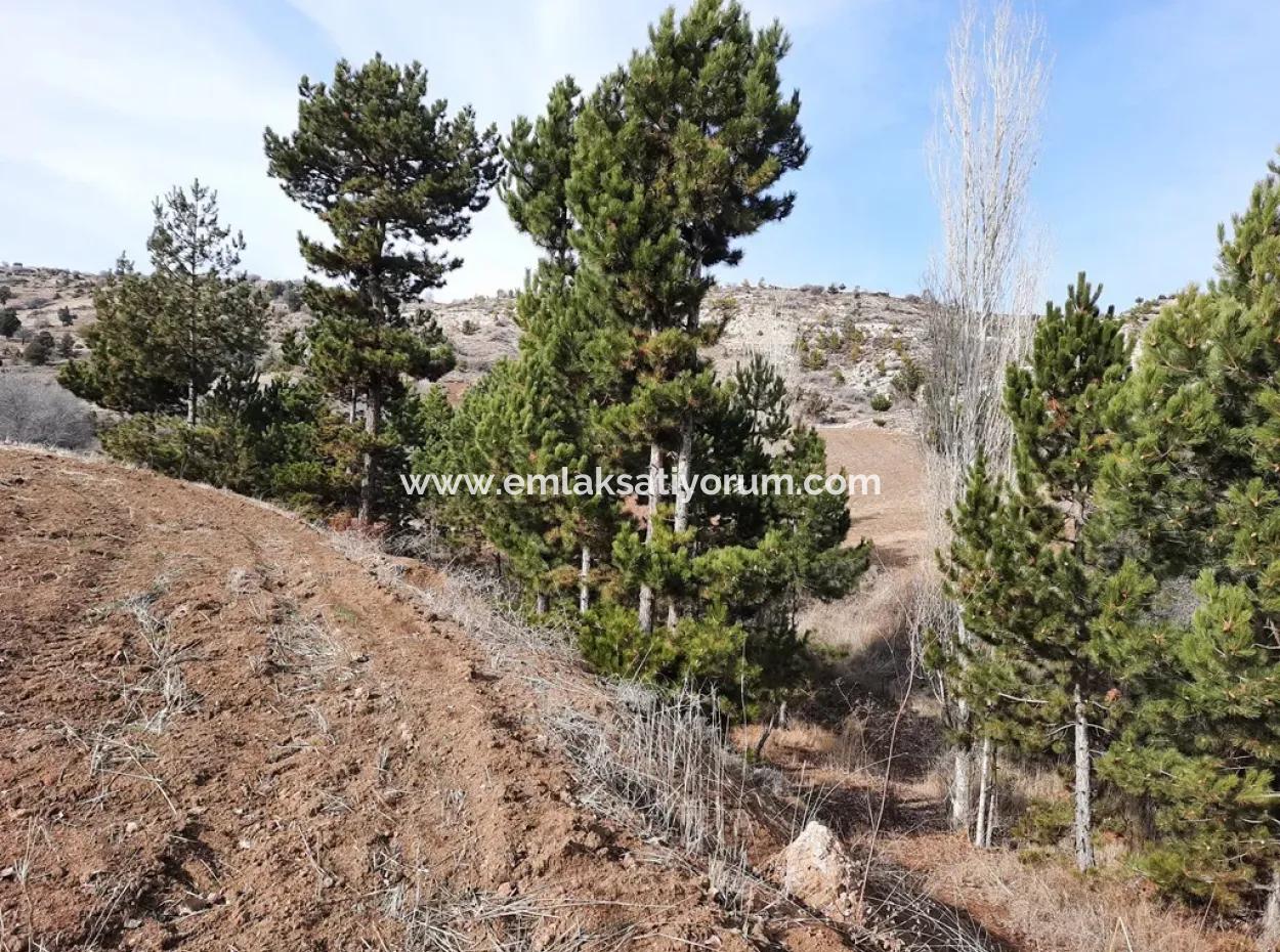 15.250 M2 Bargain Land For Sale In Çameli Kınıkyeri Acıpayam Road
