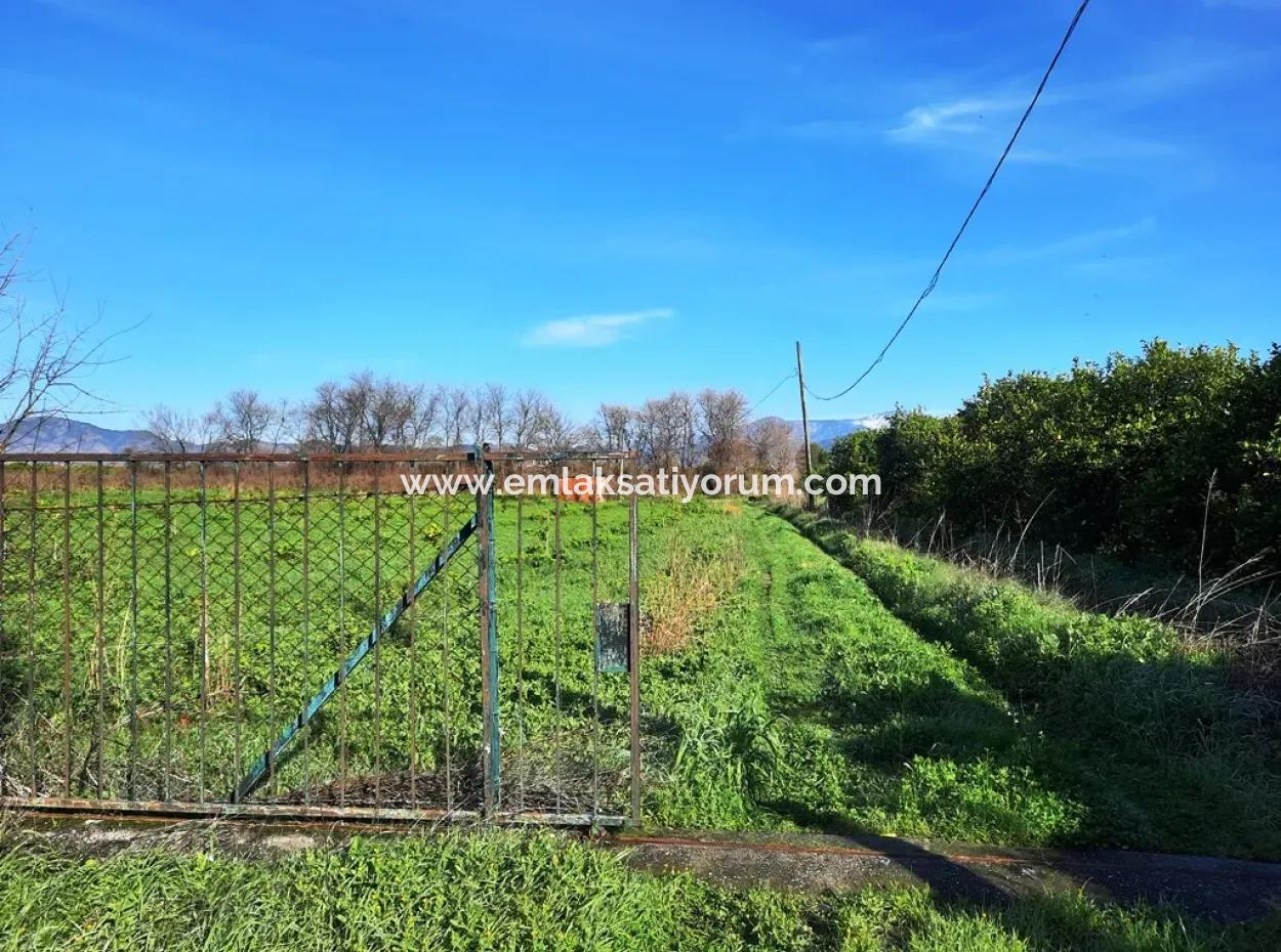 10 000 M2 Detached Lemon Garden For Sale In Ortaca Dalaklı