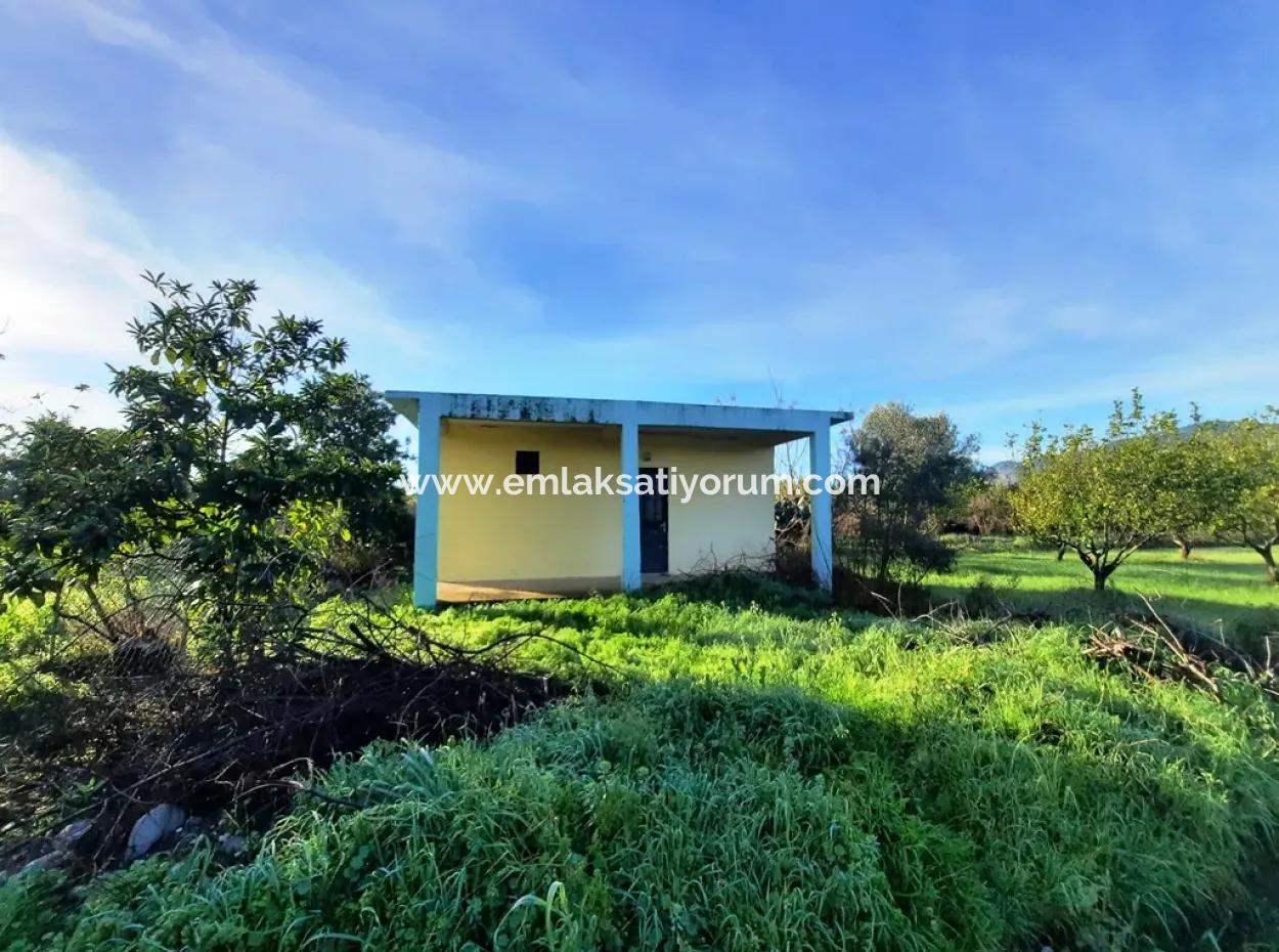 10 000 M2 Detached Lemon Garden For Sale In Ortaca Dalaklı
