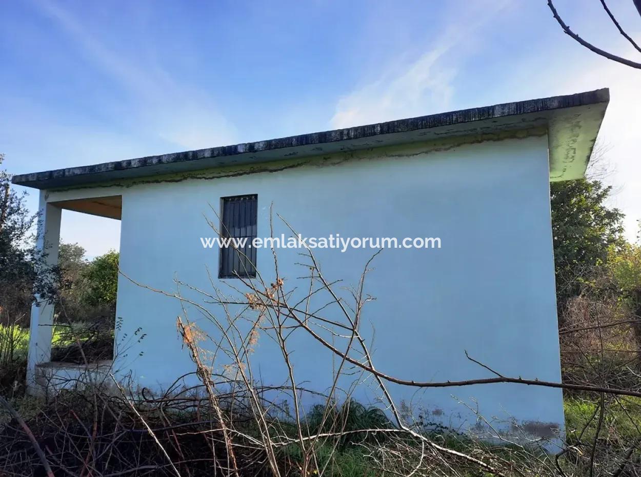 10 000 M2 Detached Lemon Garden For Sale In Ortaca Dalaklı