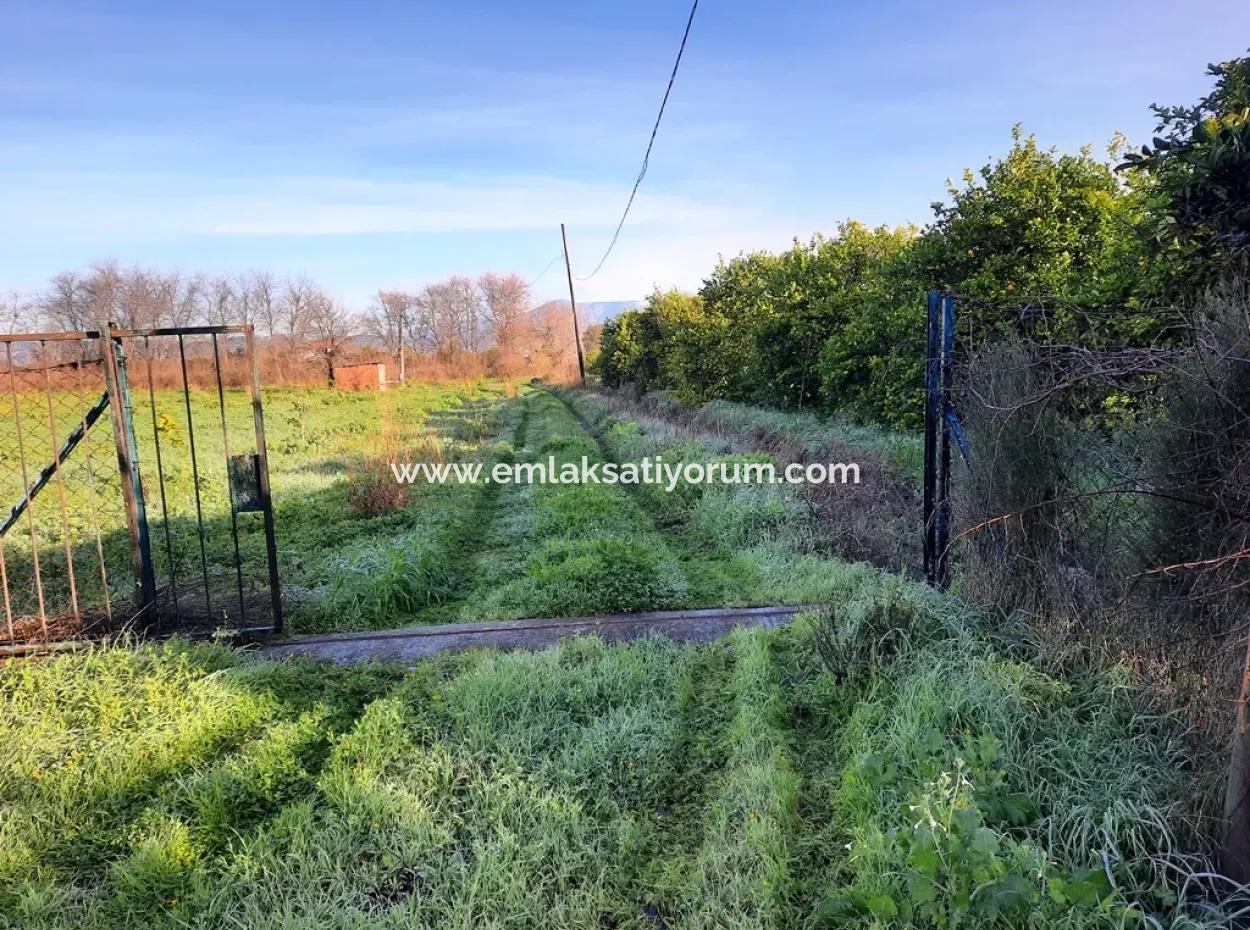 10 000 M2 Detached Lemon Garden For Sale In Ortaca Dalaklı