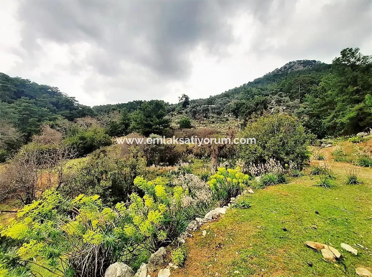 Dalyan Gökbel 13,100 M2 Field For Sale In Nature