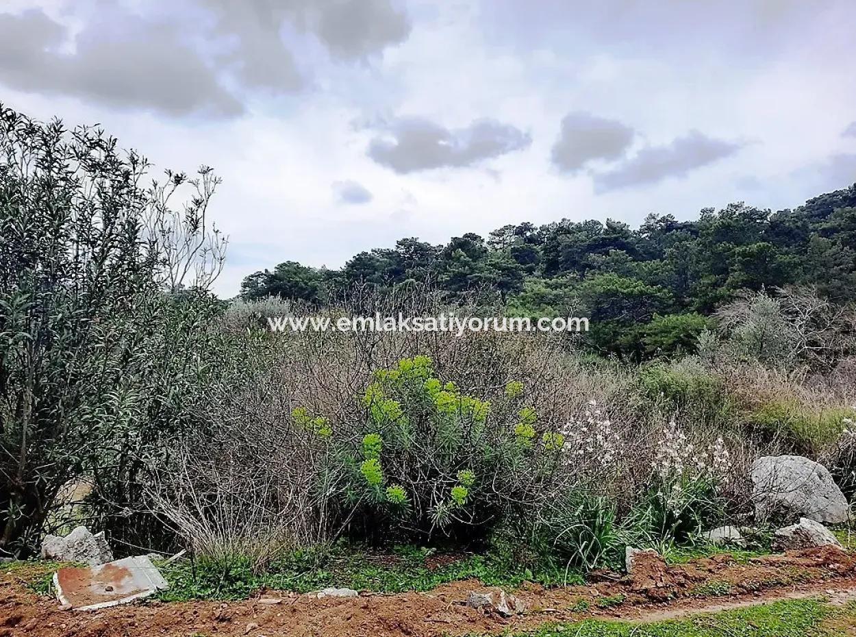 Dalyan Gökbel 13,100 M2 Field For Sale In Nature