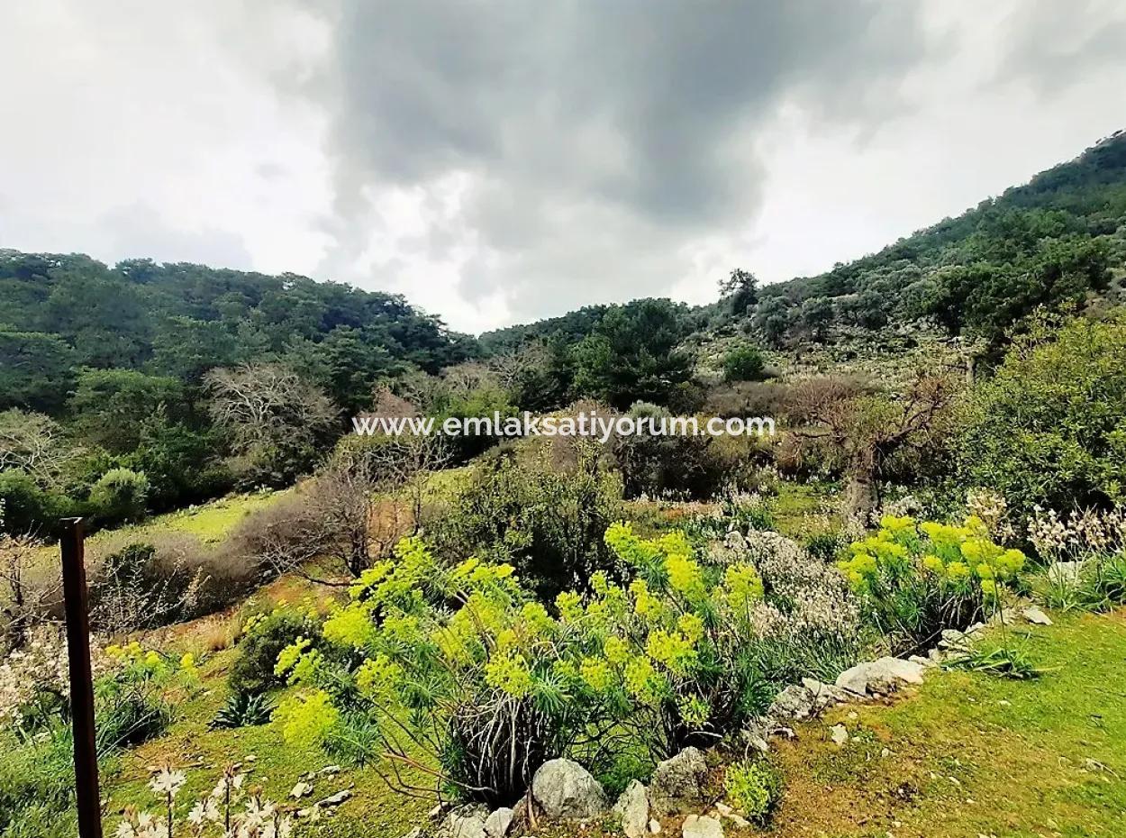 Dalyan Gökbel 13,100 M2 Field For Sale In Nature