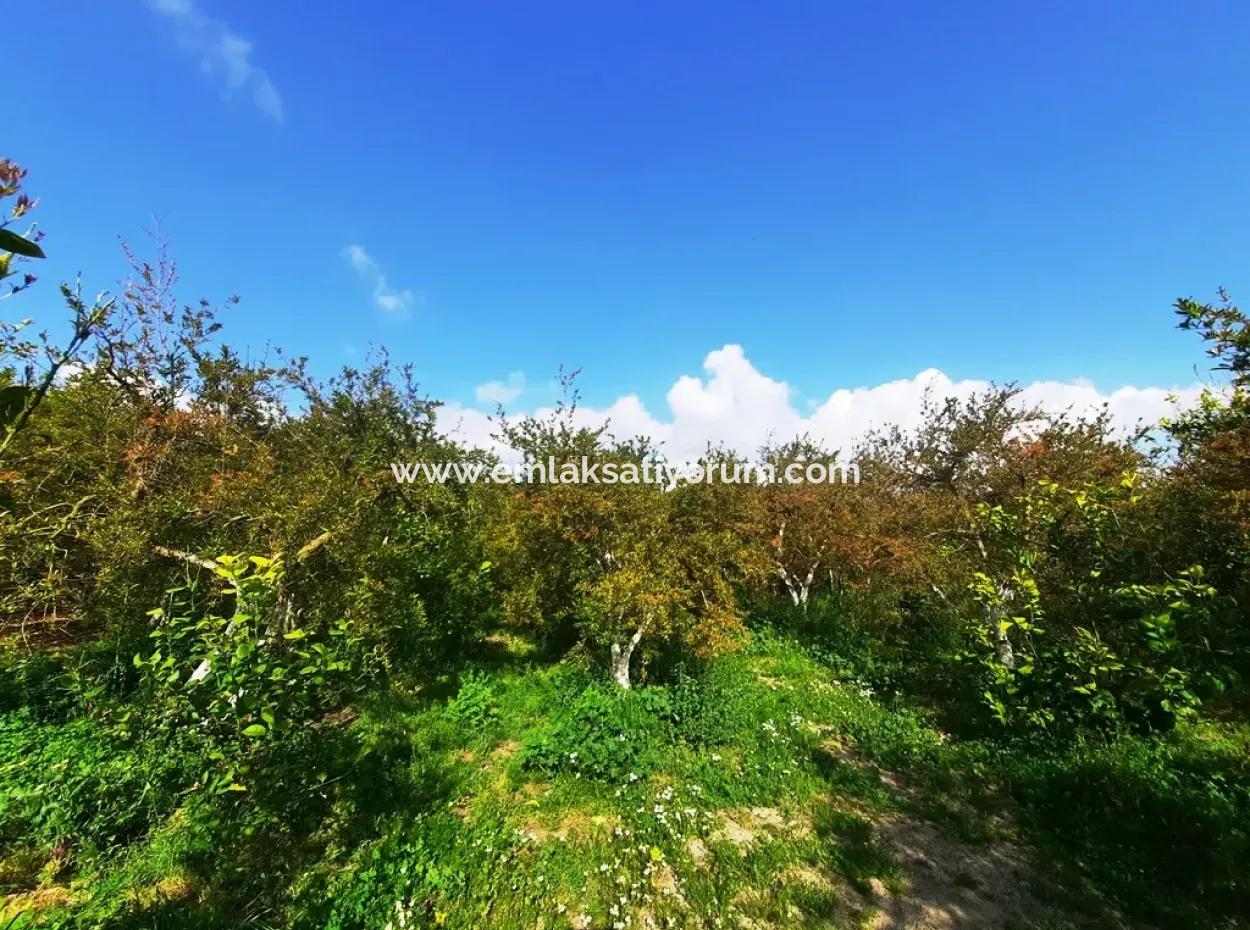 Ortaca Güzelyurt 1 500 M2 Land For Sale 250 M2 Construction Permit