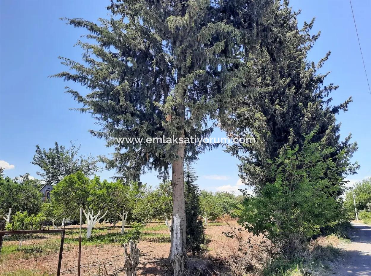 Citrus Garden Detached Land For Sale In Mugla Dalyan 3000 M2