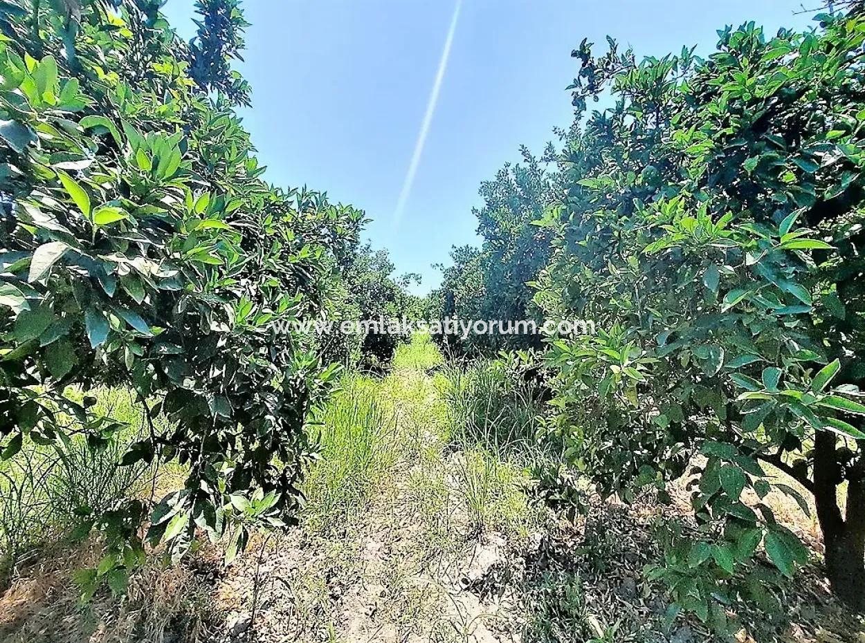 Detached Title Deed Close To The Lake In Köyceğiz 2 650 M2 Citrus Garden For Sale Or Exchange