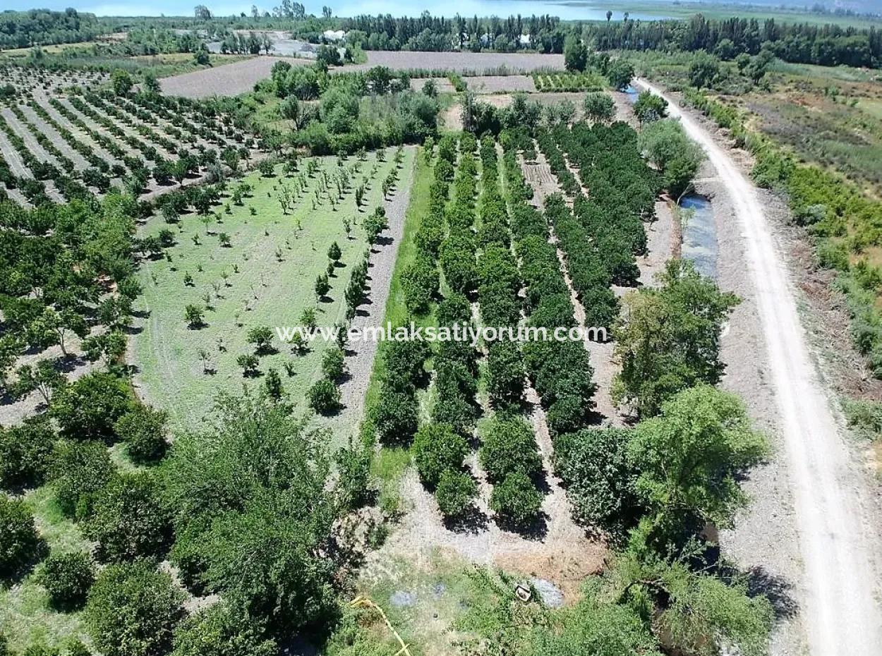 Detached Title Deed Close To The Lake In Köyceğiz 2 650 M2 Citrus Garden For Sale Or Exchange