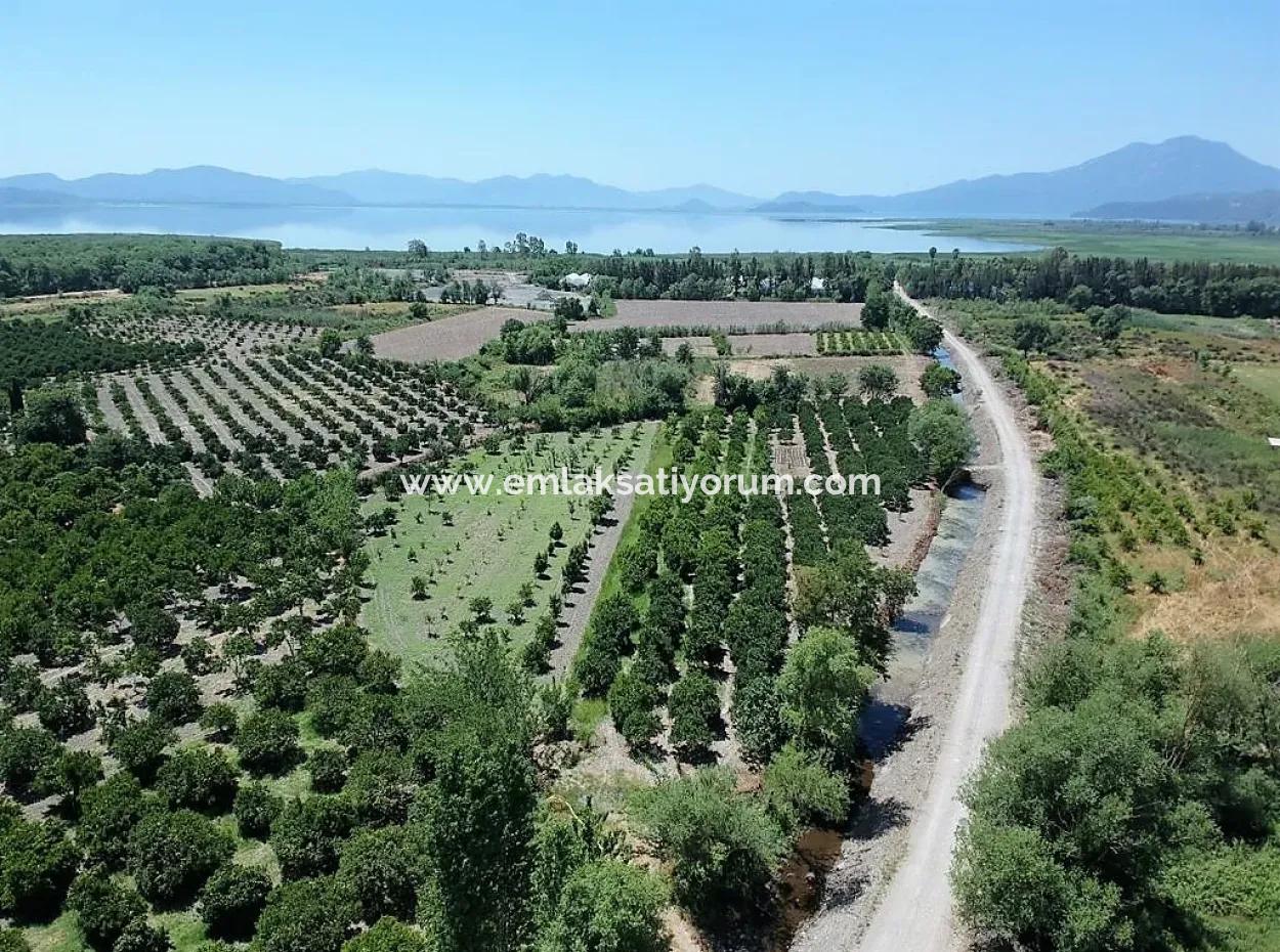 Detached Title Deed Close To The Lake In Köyceğiz 2 650 M2 Citrus Garden For Sale Or Exchange