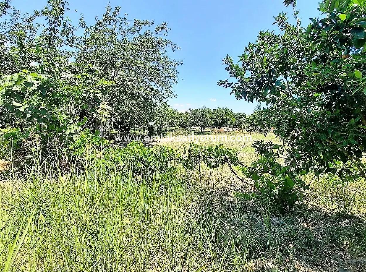 Detached Title Deed Close To The Lake In Köyceğiz 2 650 M2 Citrus Garden For Sale Or Exchange