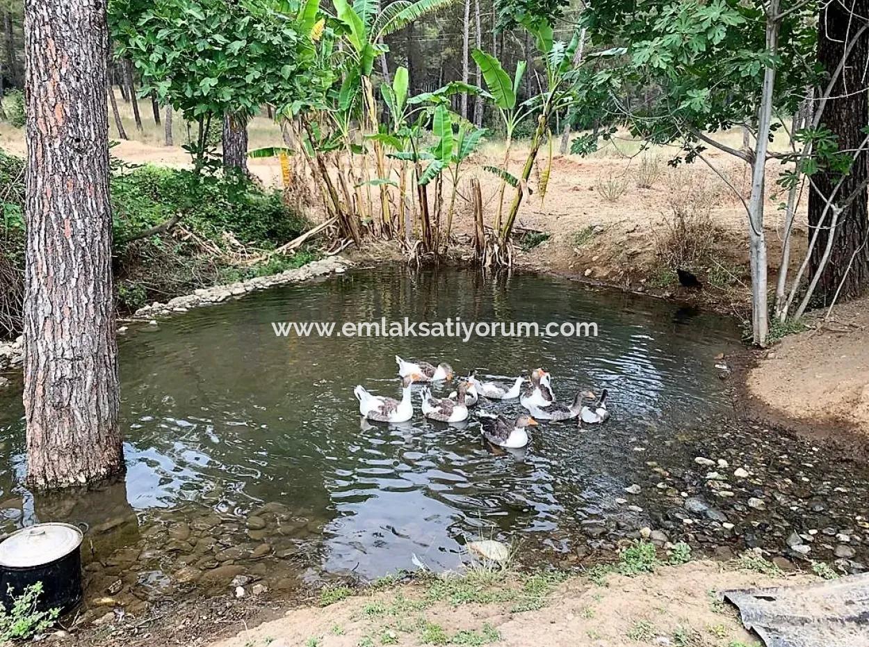 Tea Edge 10345 M2 Land And Detached House For Sale In Ortaca Çaylı Pine Forest