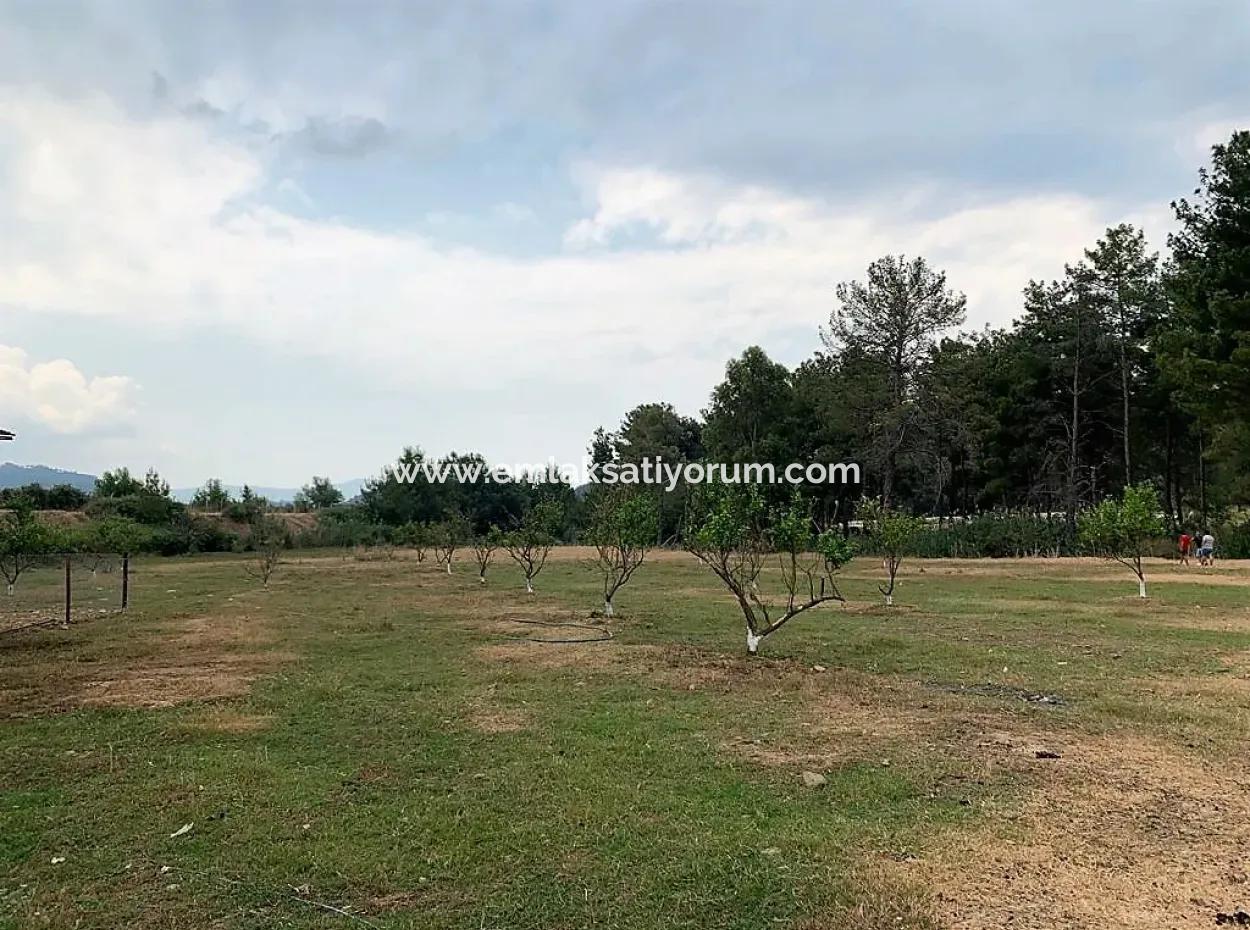 Tea Edge 10345 M2 Land And Detached House For Sale In Ortaca Çaylı Pine Forest