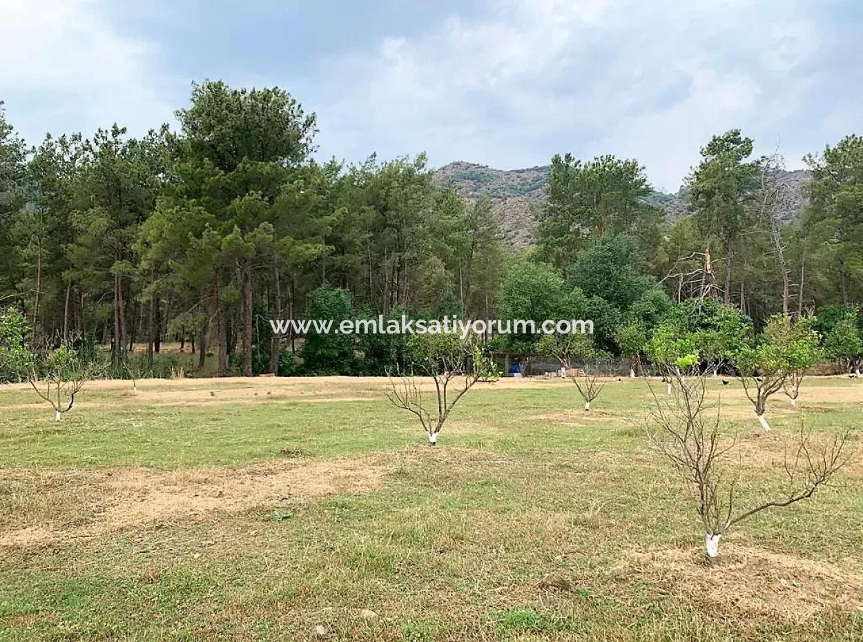 Tea Edge 10345 M2 Land And Detached House For Sale In Ortaca Çaylı Pine Forest