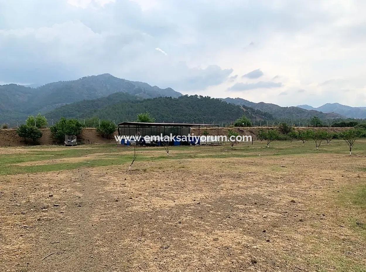 Tea Edge 10345 M2 Land And Detached House For Sale In Ortaca Çaylı Pine Forest