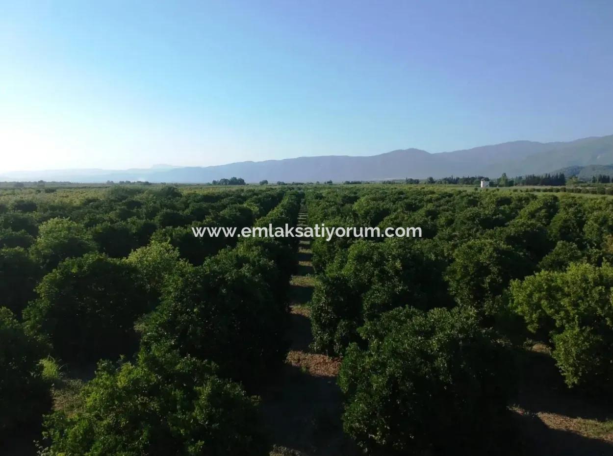 Oriya Tepearasi For Sale In Citrus Garden