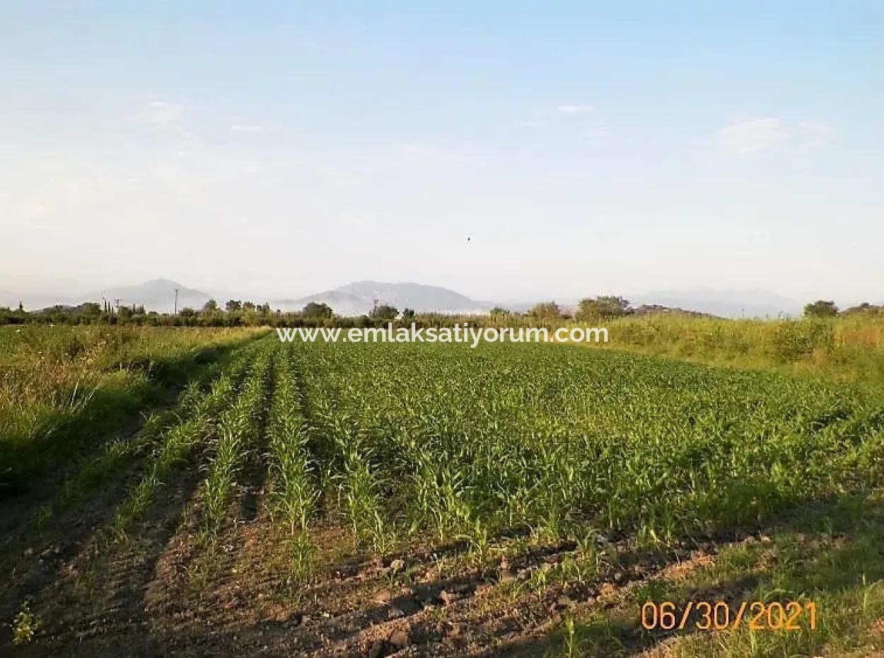 10 000 M2 Fertile Land For Sale In Mugla Ortaca Mergenli