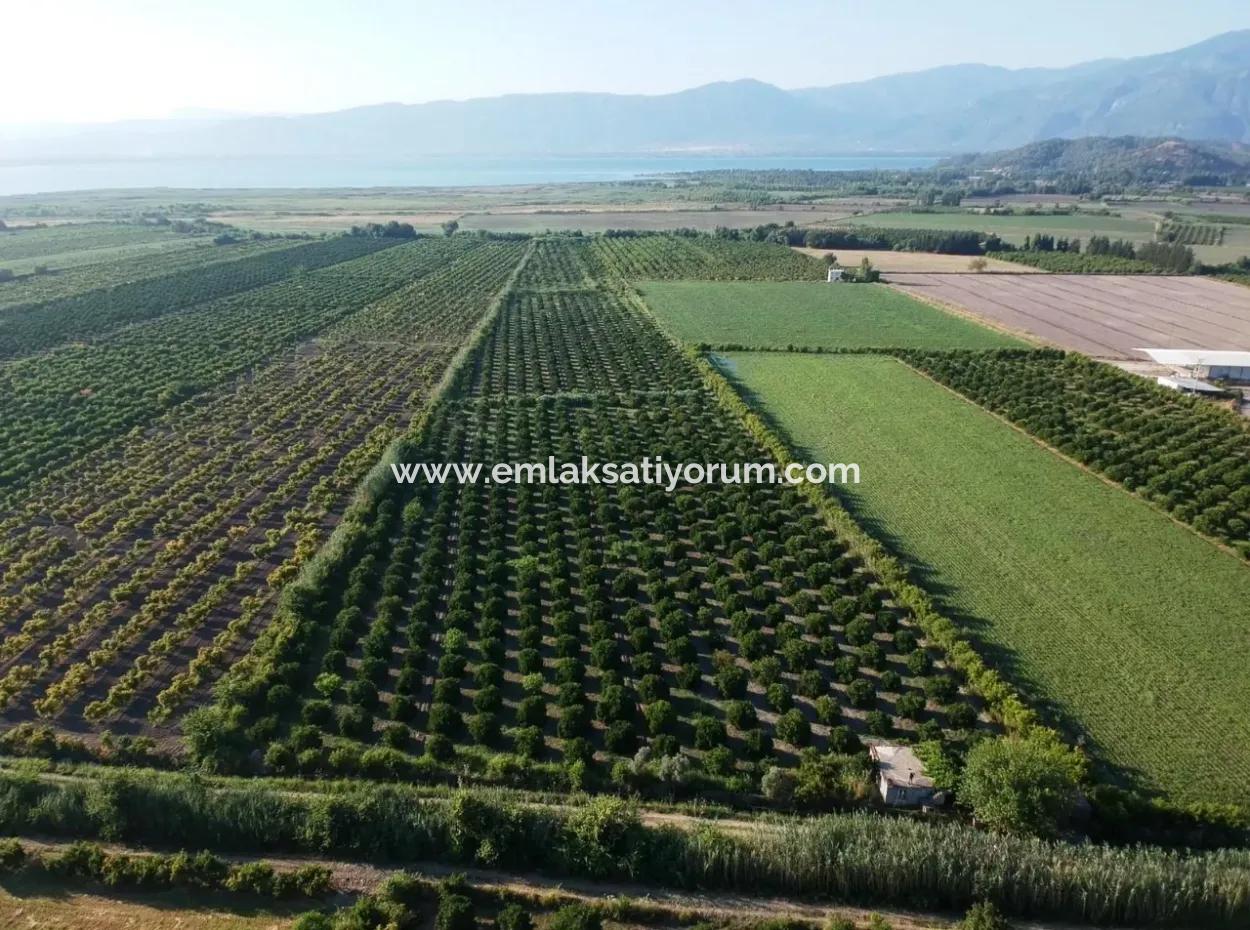Oriya Tepearasi For Sale In Citrus Garden