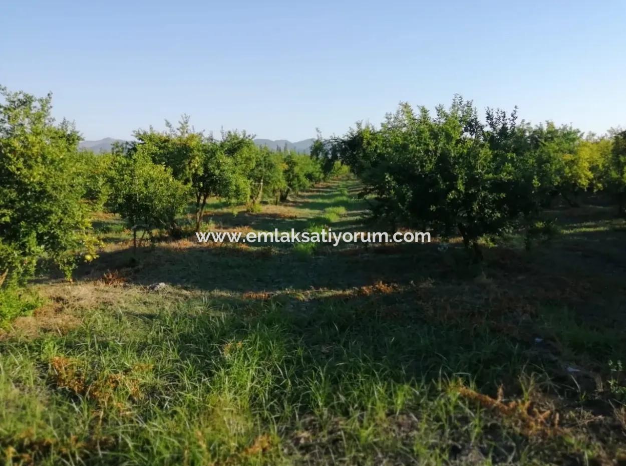 Garden For Sale In Oriya Tepearasi