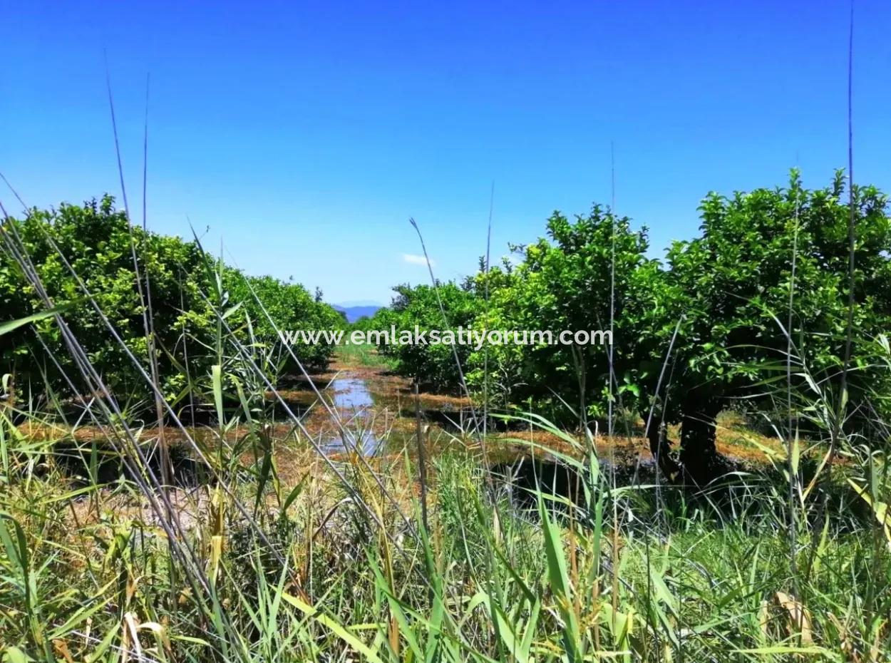 Lemon Garden For Sale Bargain Ortaca