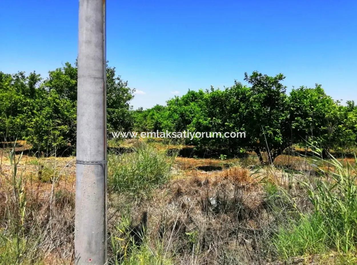 Lemon Garden For Sale Bargain Ortaca