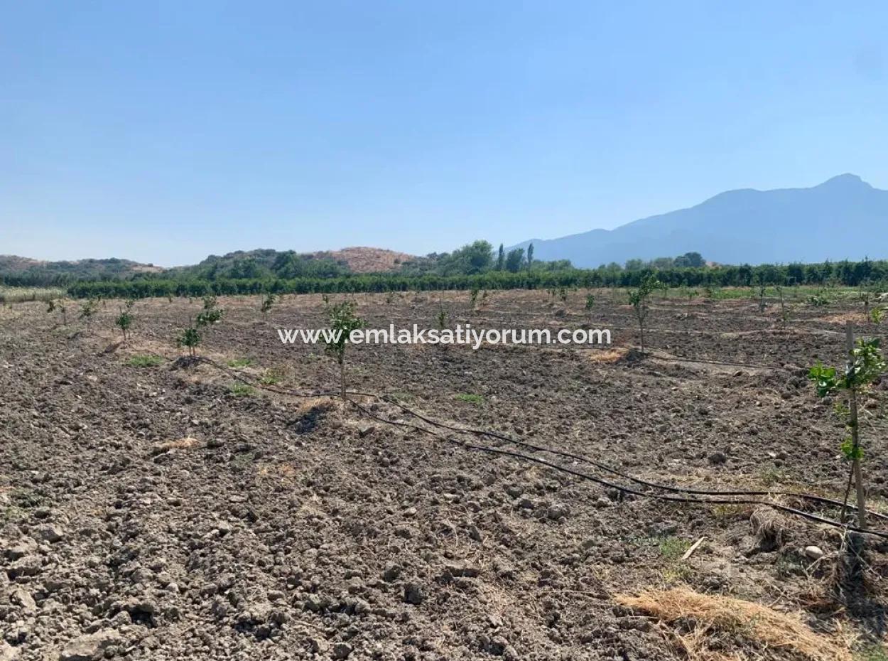 7300 M2 Lemon Field For Sale In Mugla Ortaca Tepearasi