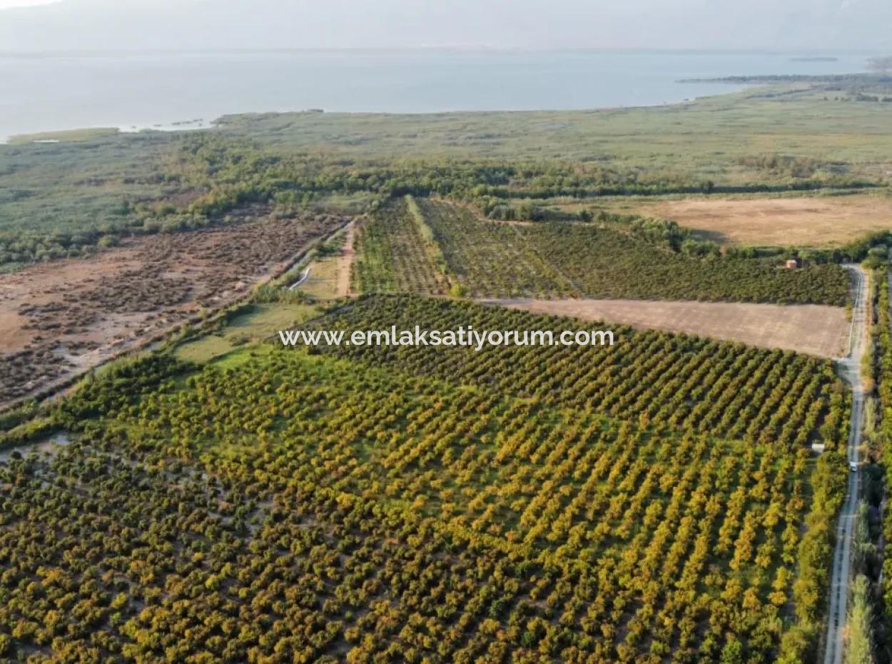 Pomegranate Garden For Sale In Mugla Ortaca Tepearasi