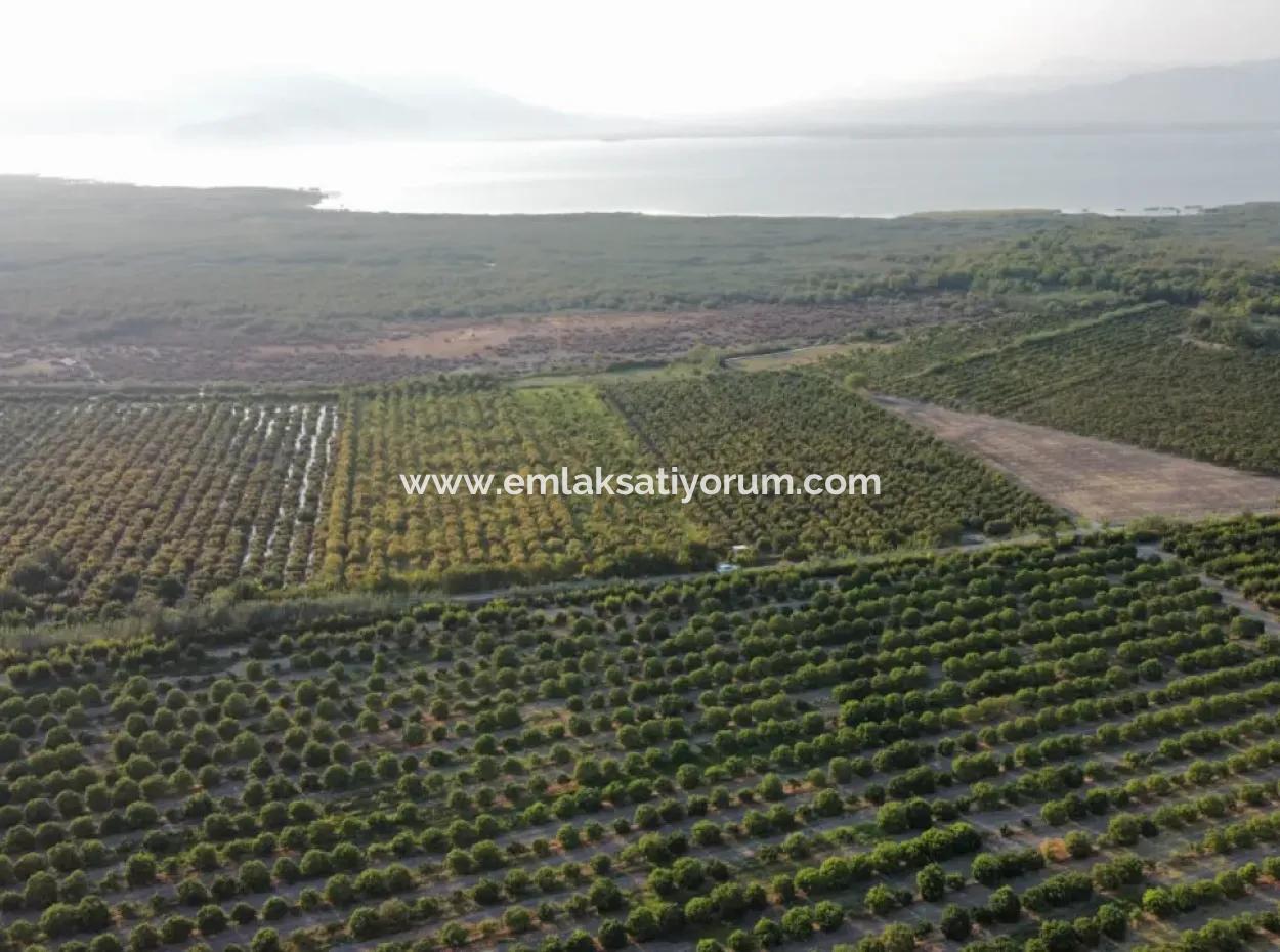 Pomegranate Garden For Sale In Mugla Ortaca Tepearasi