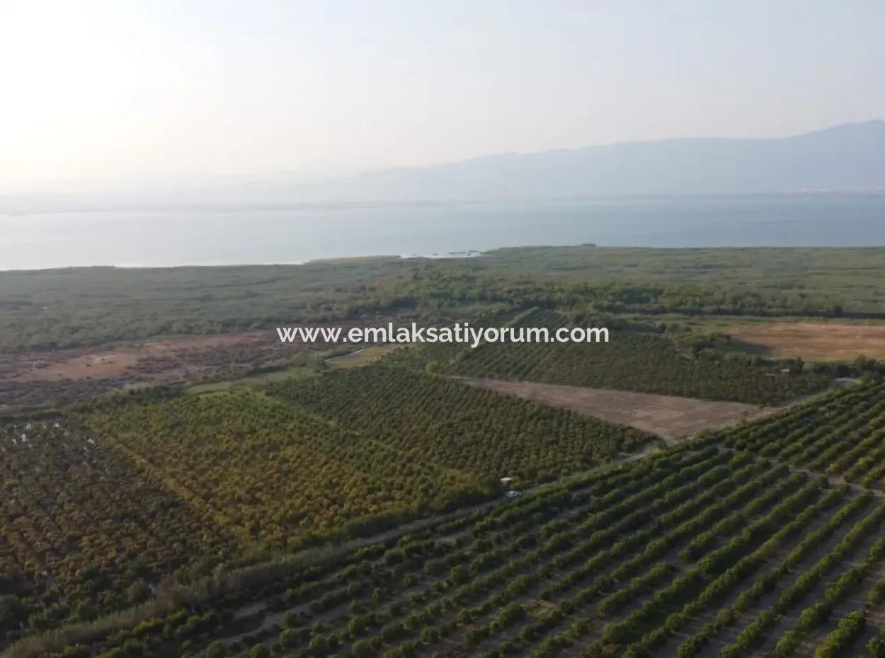 Pomegranate Garden For Sale In Mugla Ortaca Tepearasi