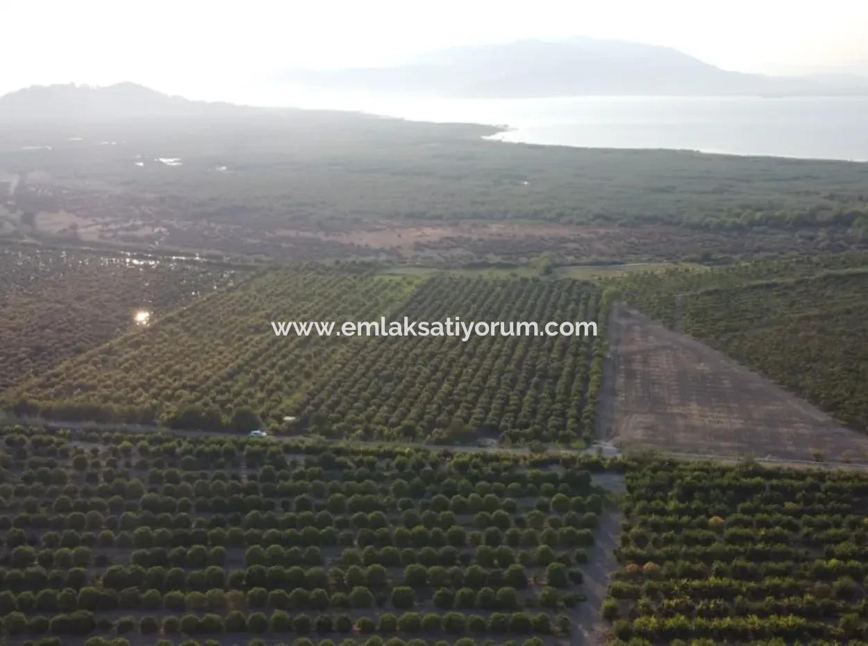 Pomegranate Garden For Sale In Mugla Ortaca Tepearasi
