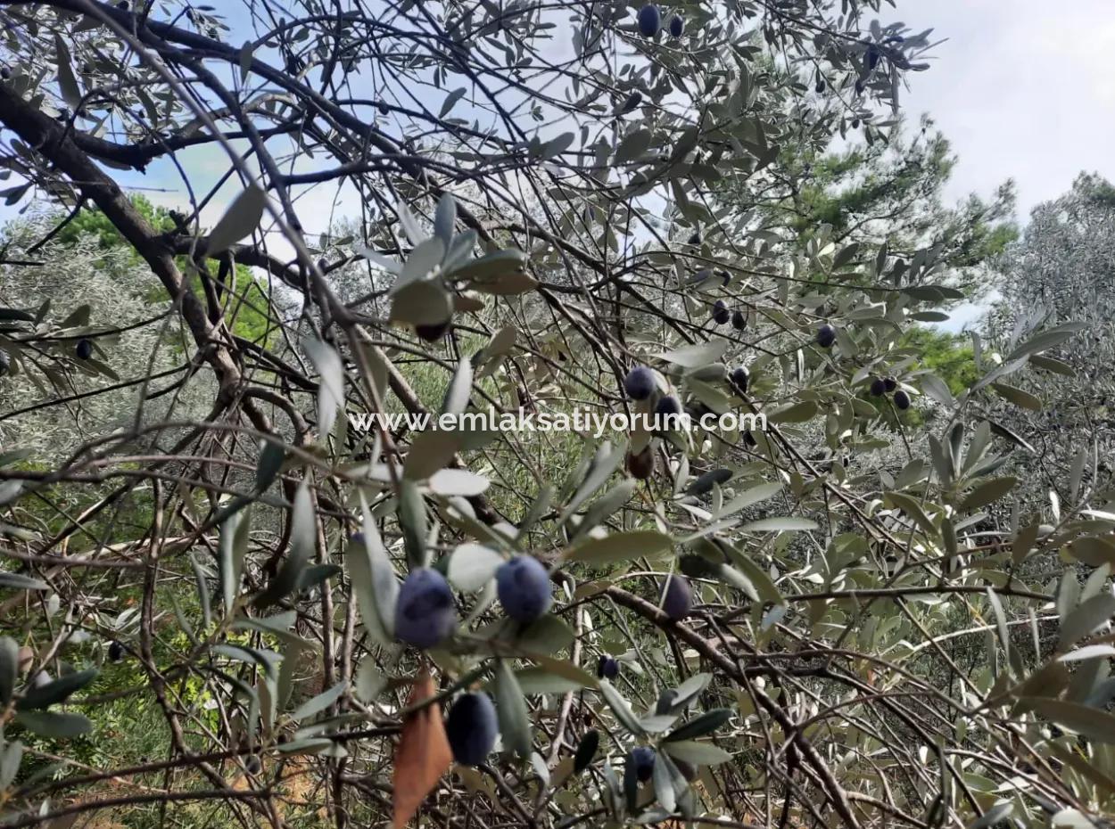 11,650M2 Detached Land With Sea View And 1 1 House For Sale In Gocek Gökçeovacik