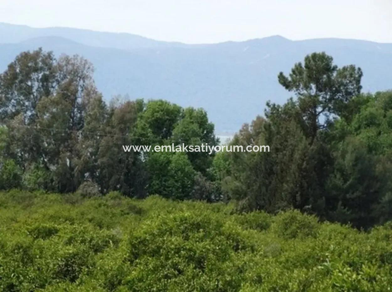 Big Land For Sale In Koycegiz Lake Also Inflammation Zero