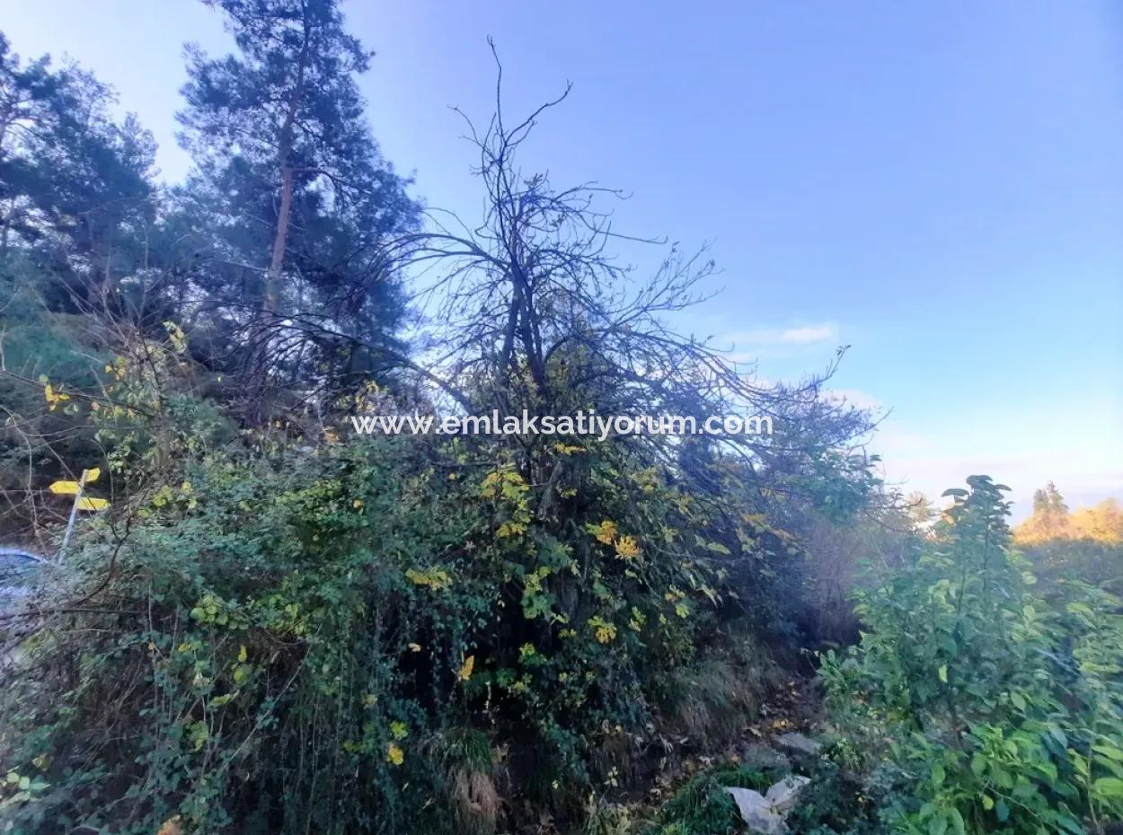 7320 M2 Bargain Lemon Garden For Sale In Ortaca Kemaliye