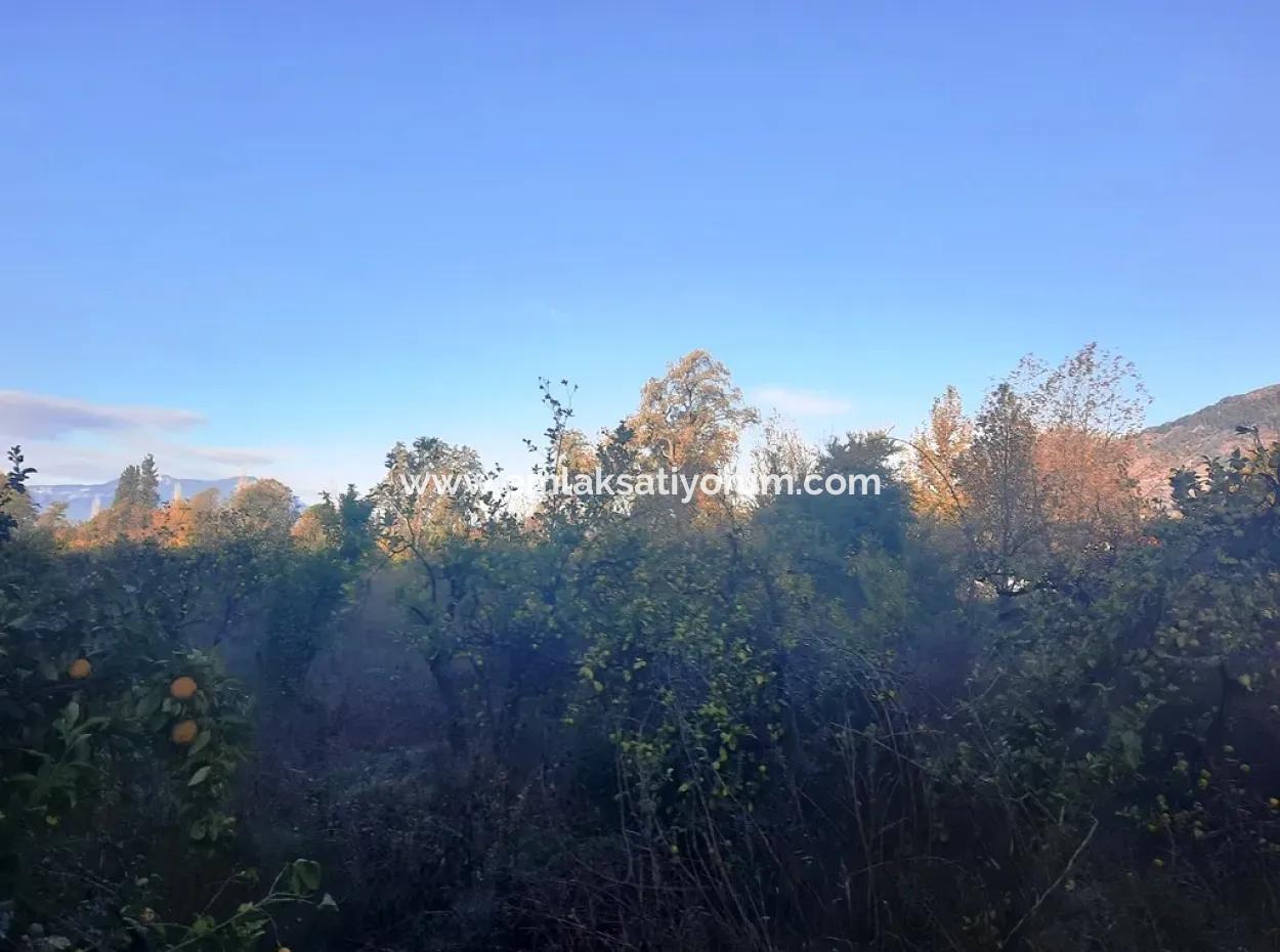 7320 M2 Bargain Lemon Garden For Sale In Ortaca Kemaliye