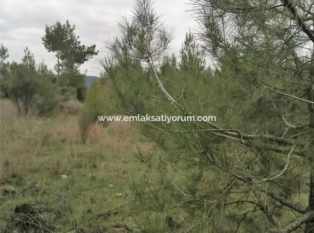 30949 M2 Fertile Field For Sale In Mugla Dalaman Gürleyik