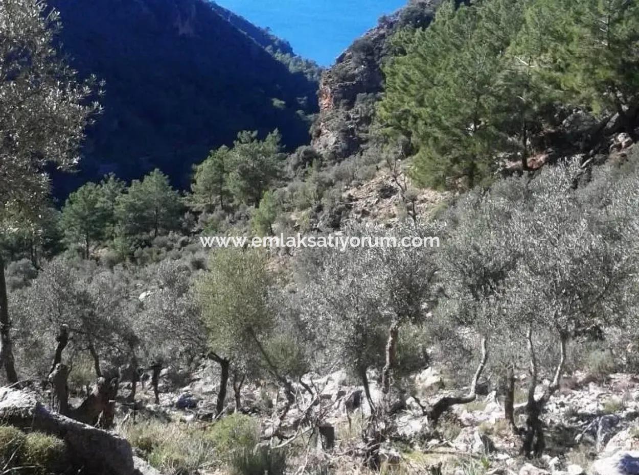 Olive Grove With Sea Views For Sale In Köyceğiz Ekincik