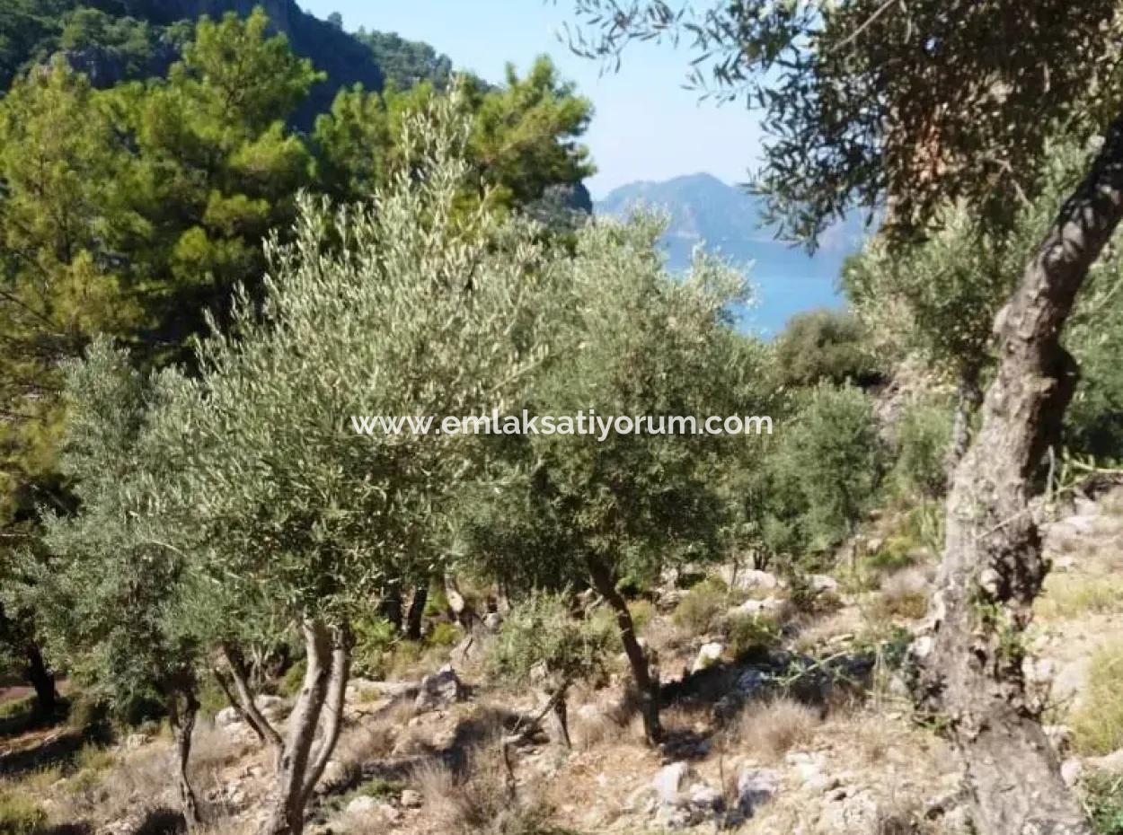 Olive Grove With Sea Views For Sale In Köyceğiz Ekincik