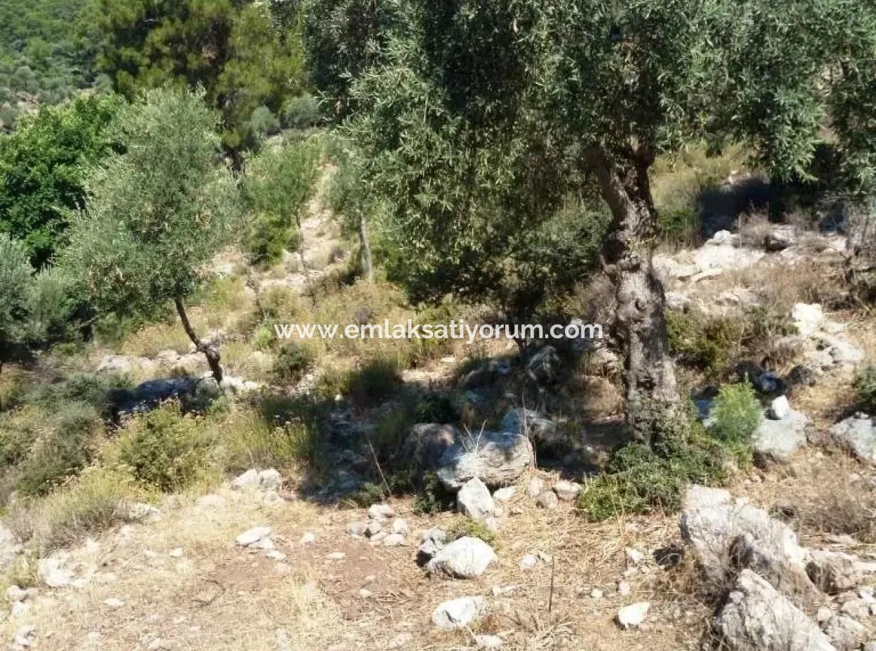 Olive Grove With Sea Views For Sale In Köyceğiz Ekincik