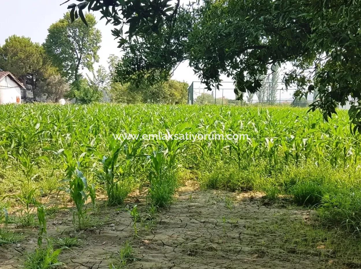 Dalaman Cheap Land For Sale In Investment, Appropriate Land