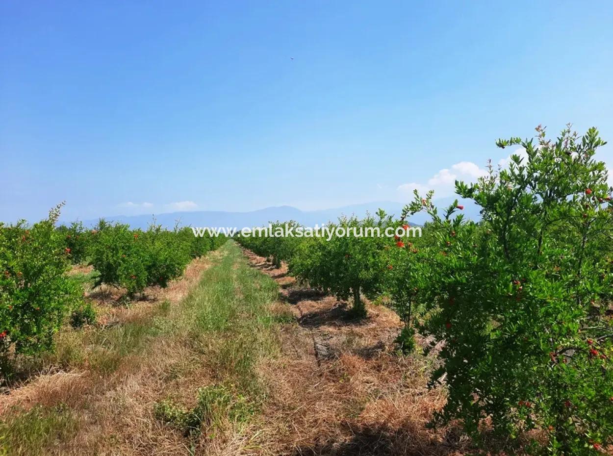Muğla Ortaca Tepearası For Sale Kelepir Detached 22 250 Land