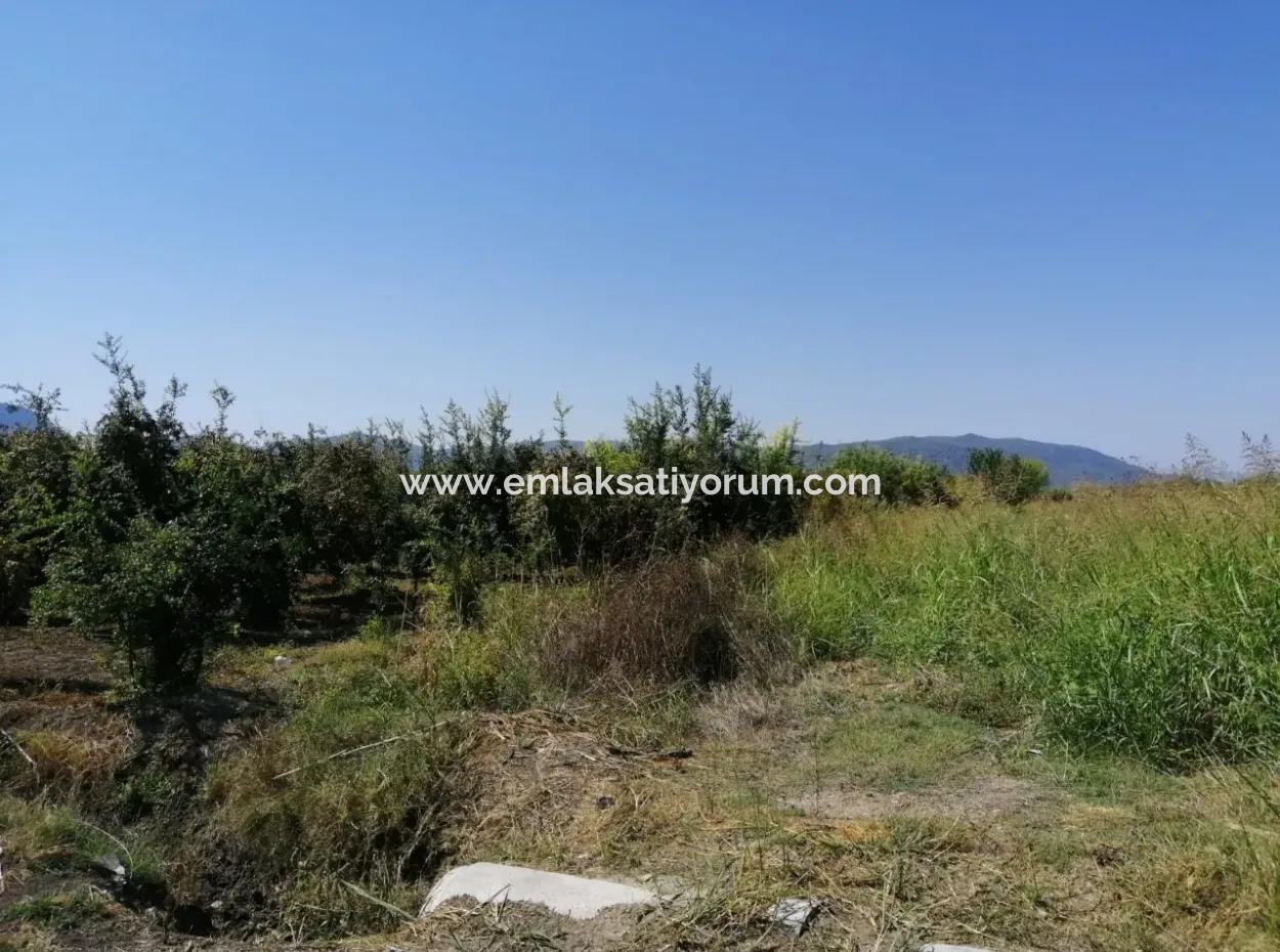 Pomegranate Garden For Sale In Mugla Ortaca Tepearasi